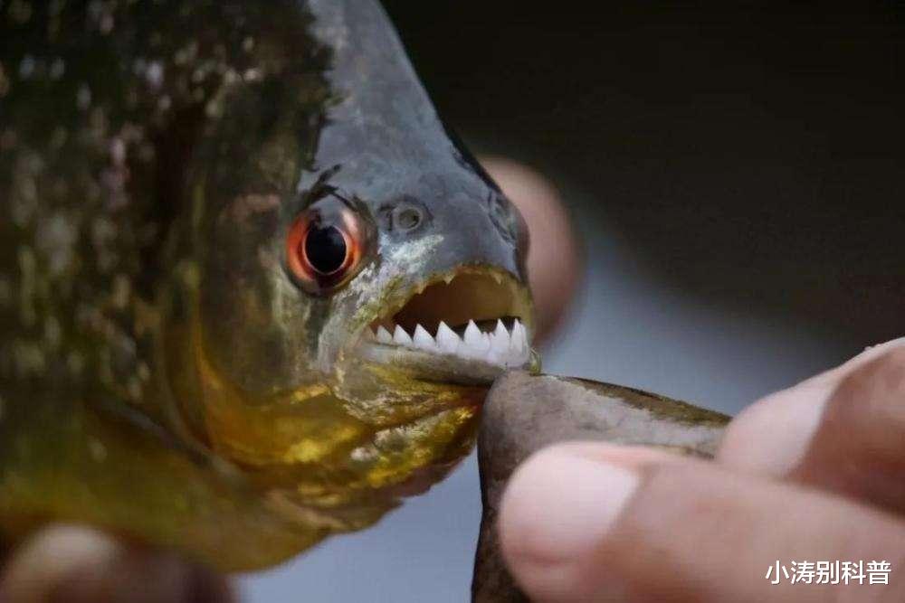 世界最凶猛的十大淡水鱼,疑似有水怪在其中?其咬合力更是惊人