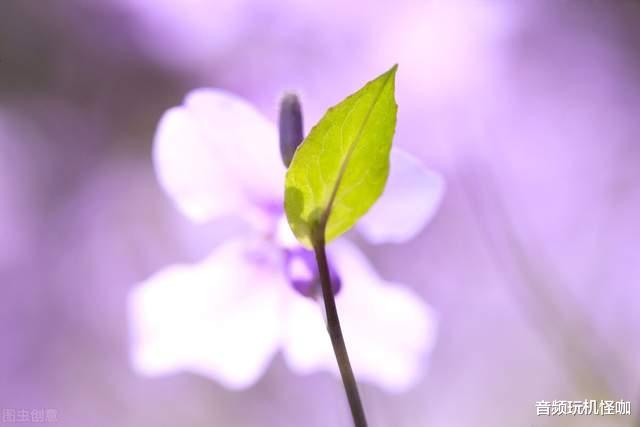 华为鸿蒙系统|谁又能想过！当年让用户疯狂比拼的品牌，如今直接从老人机做起