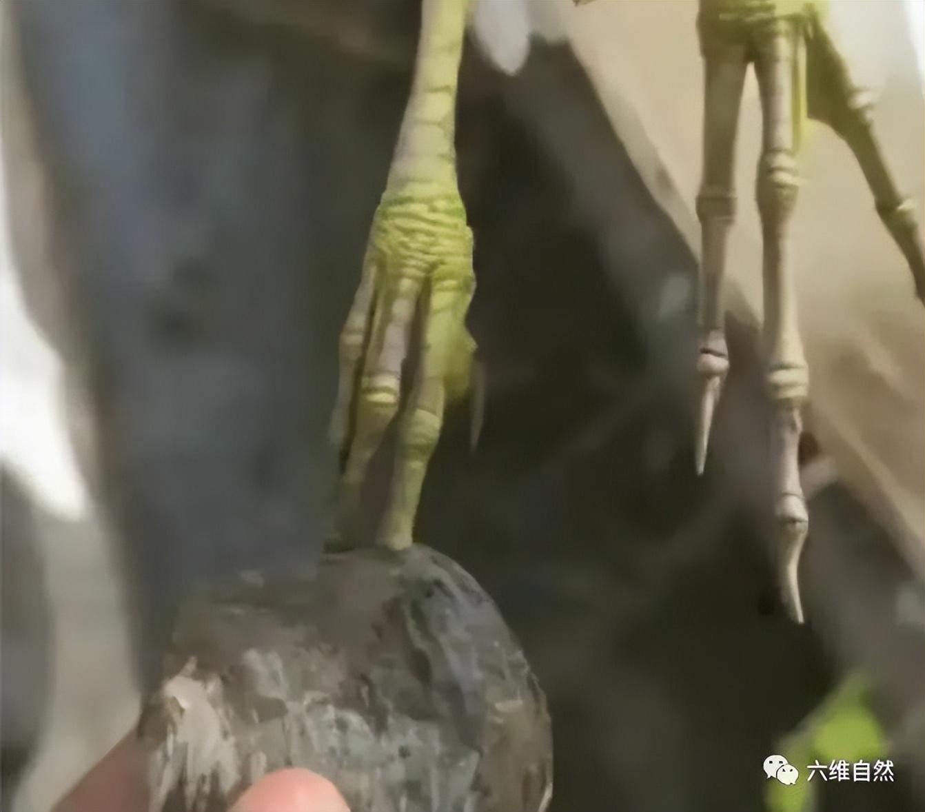 现实版鹬蚌相争河蚌夹住鸟脚，男子敲碎蚌壳放飞鹬鸟，赞不赞成？