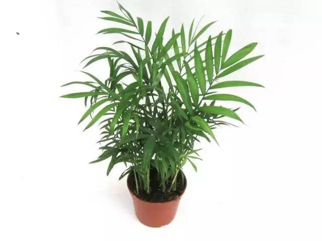 这5种绿植养在卫生间，异味跑光光！