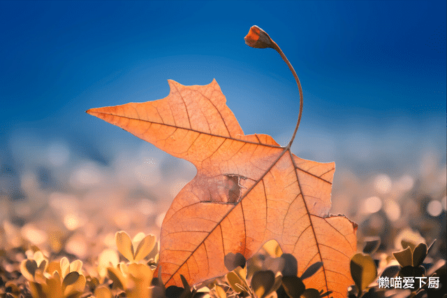 秋燥|秋天，是“养肺黄金期”！建议：多吃“2白2黄”，营养全面去秋燥