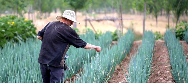 大葱和韭菜老是出现干尖和小白点,到底是什么原因?看后明白了