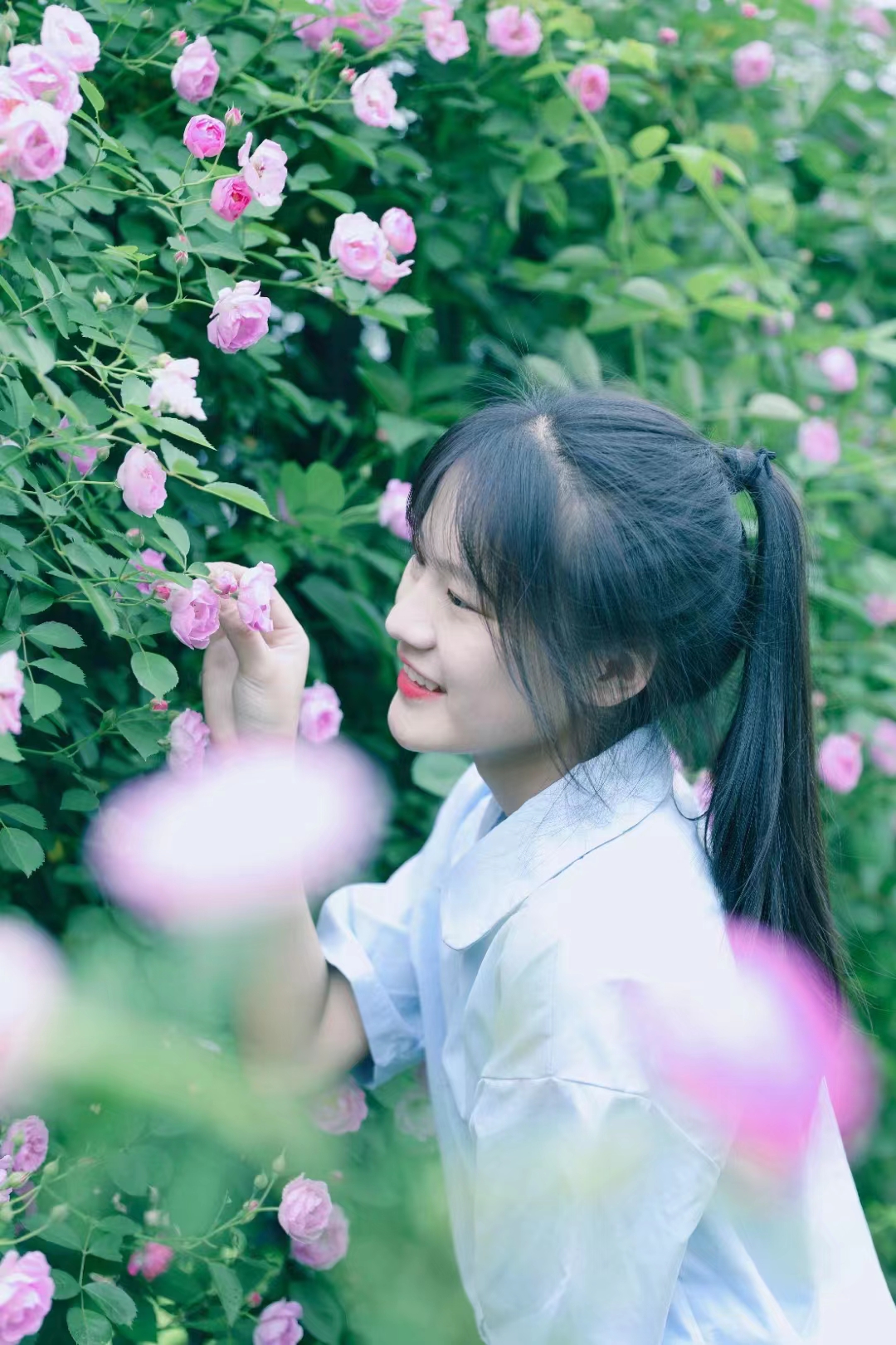 缙云|缙云赏花季 | 蔷薇花满架,不语也倾城