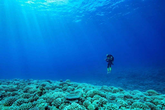 海水太咸不能直接喝,那海洋动物都不用喝水吗?答案出乎意料