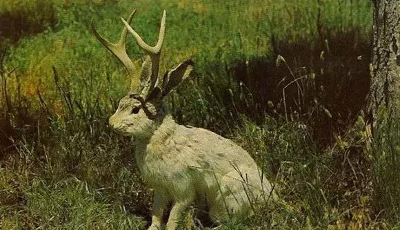 真实存在于现实,传说中的6大奇异生物标本,真相却让人哭笑不得