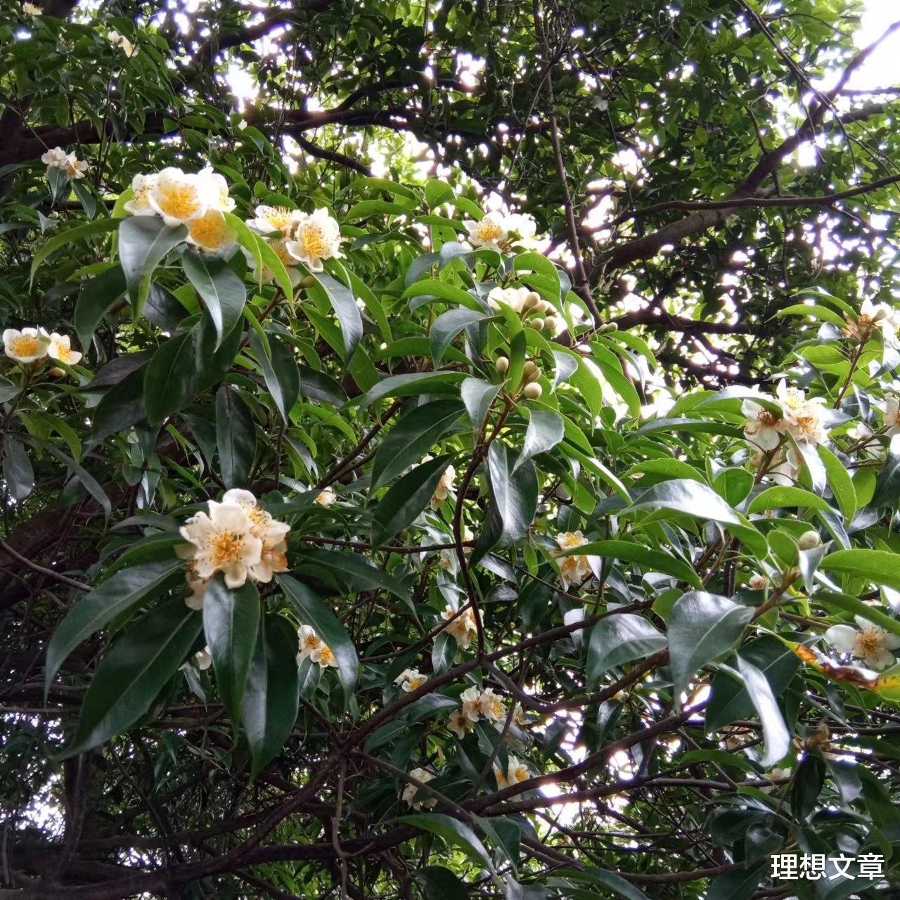 龙虎山|登山去，心静路远人亦稀