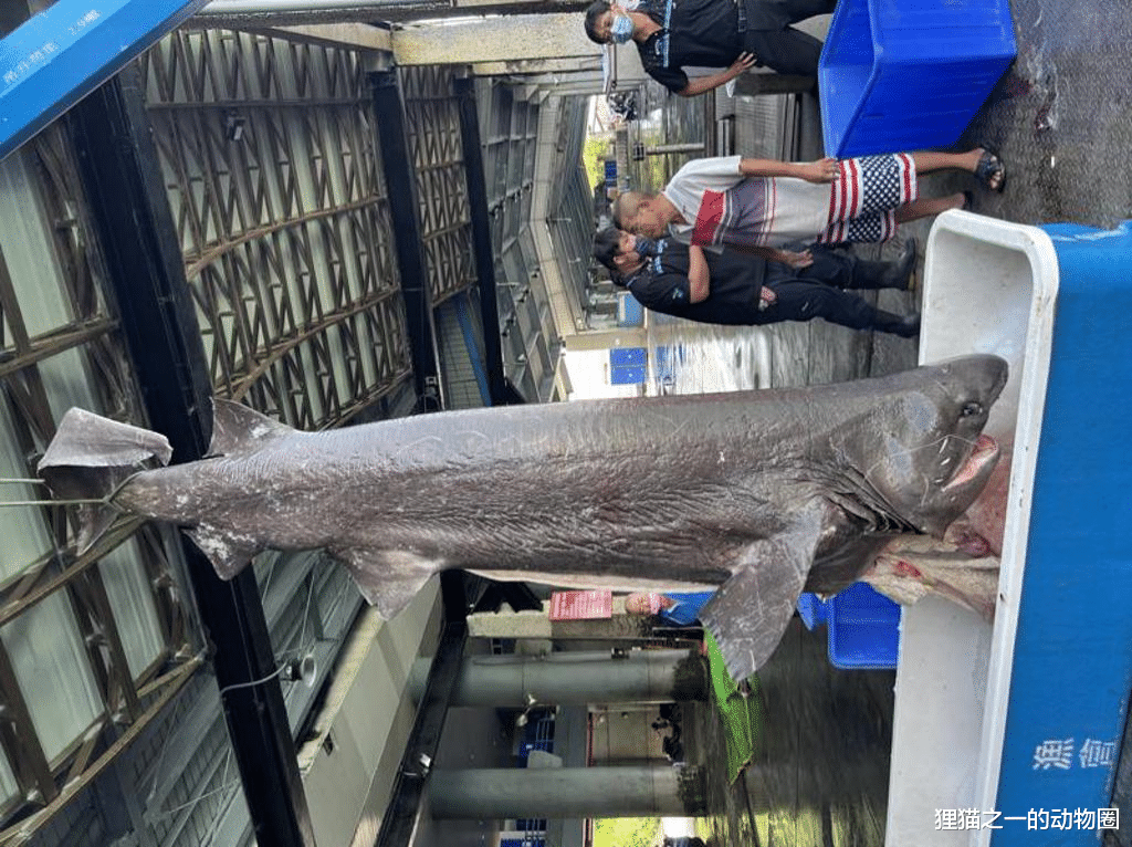 台湾省新港渔港捕获灰六鳃鲨,它是比恐龙更古老的物种,充满谜团