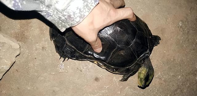 湖南|湖南一男子户外夜钓,神秘生物爬上脚背,吓得直接从凳子上跳起来