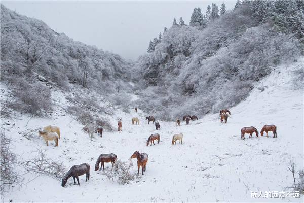 仙女山|难得一见! 重庆仙女山迎2022冬首场雾凇奇观，美腻了