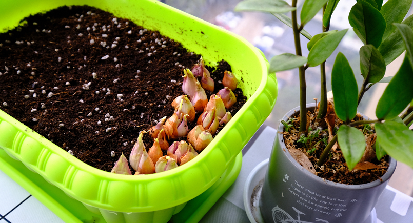 “闲置”阳台不如种点菜,盆栽这“4样”,产量高、收成早