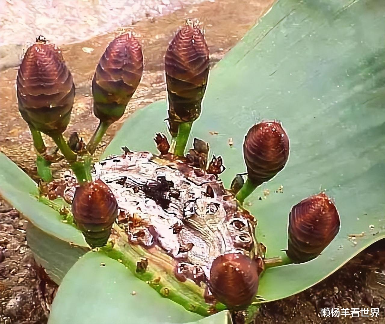 非洲沙漠“大章鱼”:最长寿命有2000多岁,依靠什么存活下来?