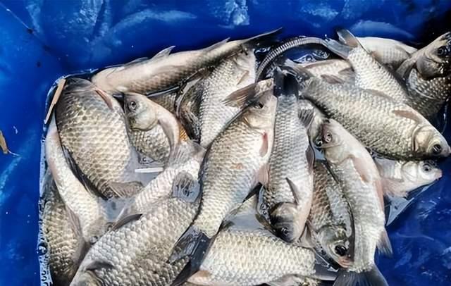 饵料|只要有鱼,人人都是高手,没鱼的话也别瞎折腾