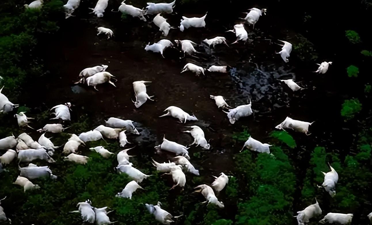 1986年,非洲“杀人湖”一夜之间杀死1700人,湖水抽干后揪出元凶
