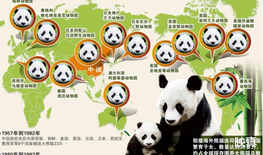 为何肉食动物不敢攻击大熊猫?专家:你看大熊猫在上古时期叫什么