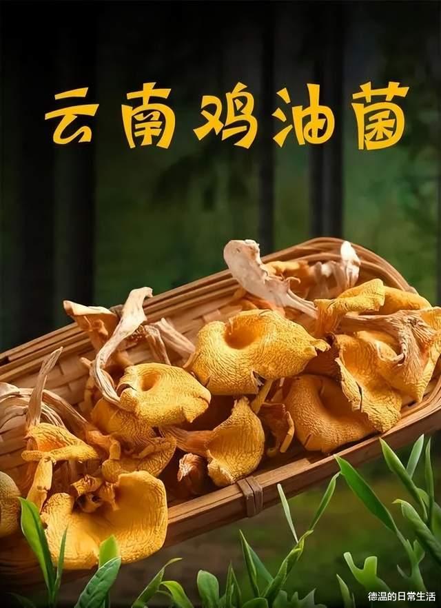 新物种“白盖鸡油菌”被发现,蘑菇虽鲜美,可不要乱吃呦
