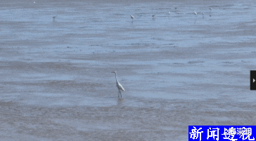 崇明|全长288.1公里！崇明坐拥上海独一无二的海岛岸线