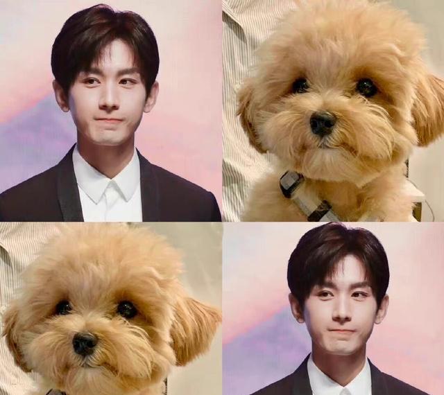 蒋雯丽|成毅猫耳错位图好萌,网友:一旦接受了这种奇怪设定就摆脱不了!