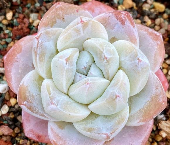 室外养的多肉很皮实,拿到家里就不行了,室外光照足,通风好