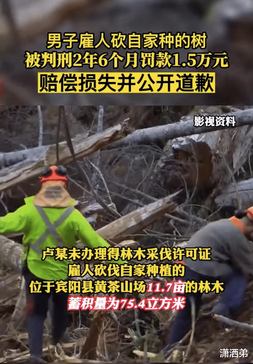 男子砍自家种的树被判2年六个月,还需赔偿损失并公开道歉。