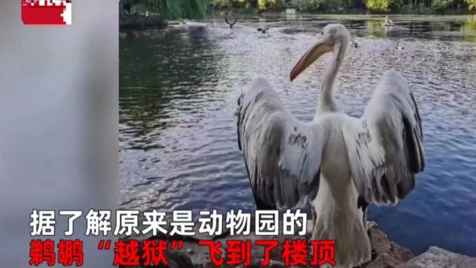 上海，女子上天台发现一只怪鸟，体形庞大，气质呆萌似二哈！