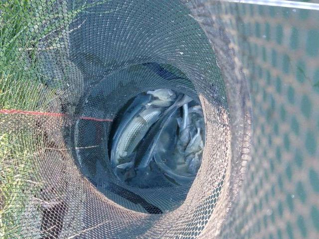 |杂鱼堡的梦想,让鱼获爆了护!