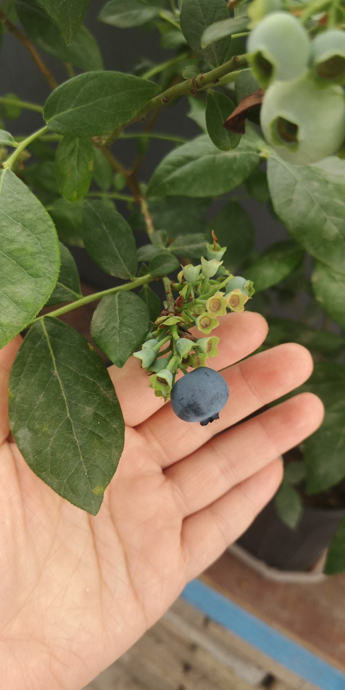 阳台也能结果的果树,春天养一棵,果子挂满枝头,吃到爽