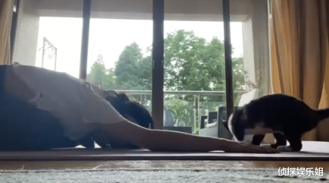 舒淇|舒淇晒照为爱猫庆生，冯德伦惊喜出镜，夫妻罕见秀恩爱甜翻众人