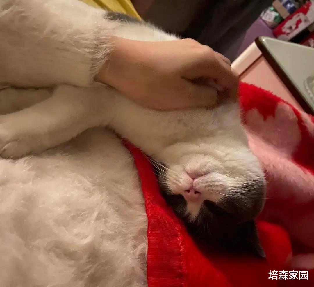 想知道猫咪信不信任你，从睡姿可以看出，你知道吗？