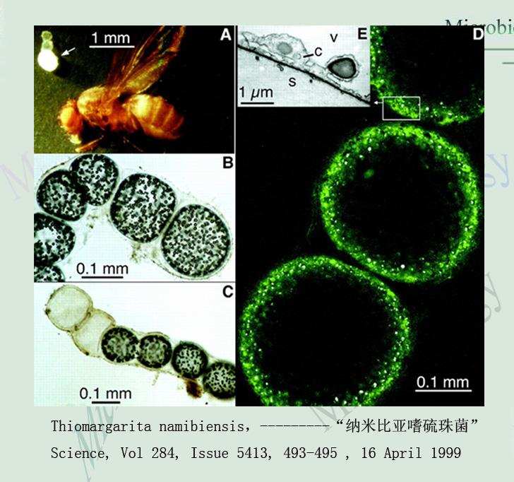 颠覆传统科学认知!科学家发现最大细菌,长达2厘米,肉眼可见