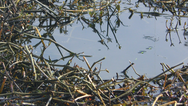 |别人浅水连杆，你却深水没口，符合这些情况切记不要钓深水