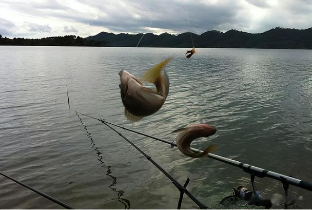 饵料|伏天到，别再匆忙去野钓！掌握4个“铁规”，大鱼追着钩子咬