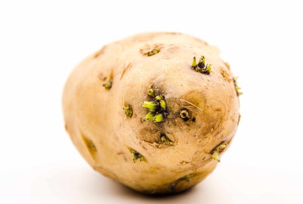 发芽的马铃薯有毒,那发芽的大蒜有毒?不妨看看文章的分析!