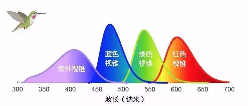 和鸟相比,人类全都是“色盲”?为啥人眼看不到紫外线的颜色?