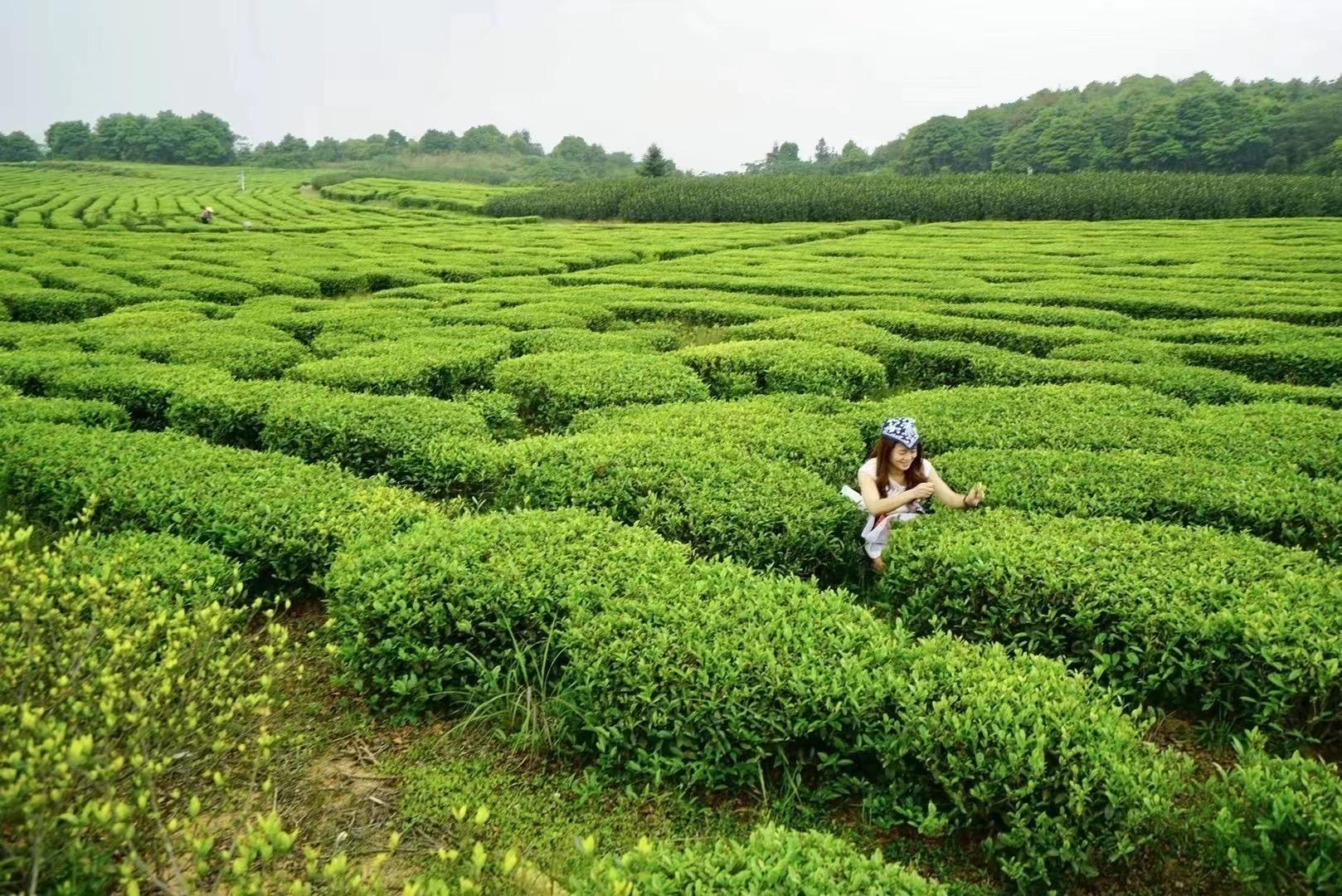 茶园|夏日去看海，相约浙江之南苍南，不可错过中国最美茶园五凤茶园