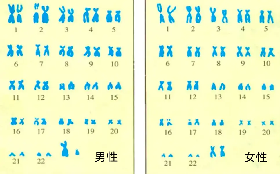 以男性来说，他们有哪些基因会世代传承下去，且只传给雄性后代？
