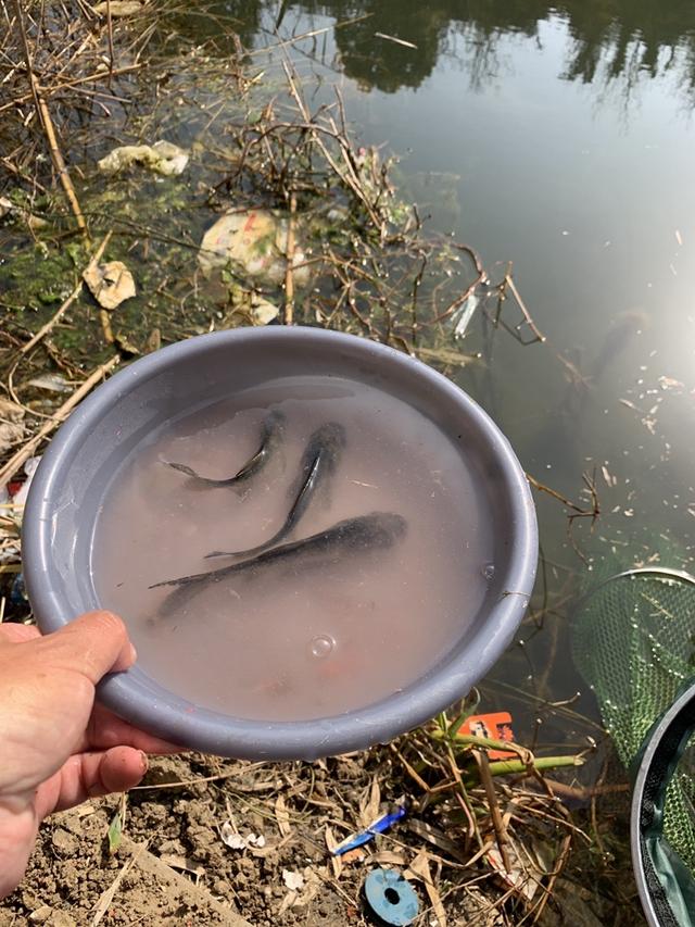 |鱼情泛滥，一不小心钓了三个大头鱼，请问该怎么吃？