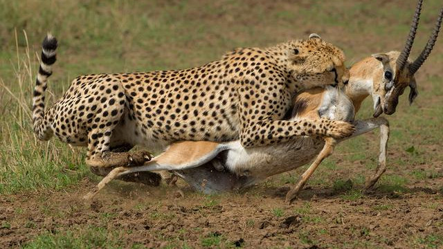 速度，让猎豹成了大猫中的“猎杀之王”，同时也埋下了巨大隐患