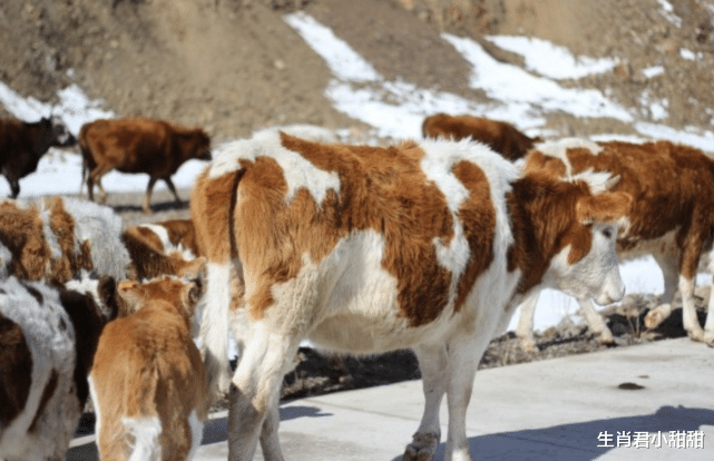 生肖|1月下旬多喜多福，财运到运势好，生肖牛喜笑颜开和霉运说再见