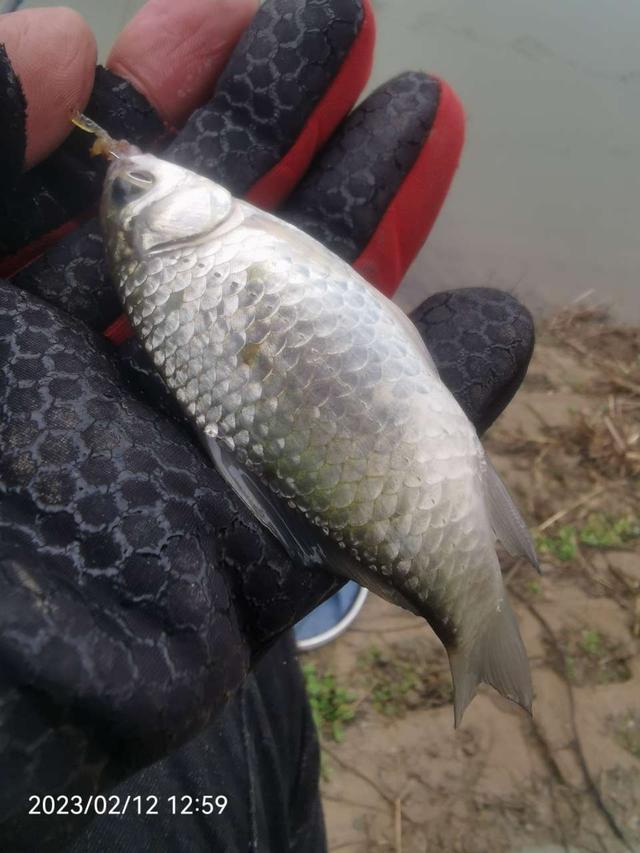 |作钓、考察又做酒米，钓鱼人的生活乐趣多多。