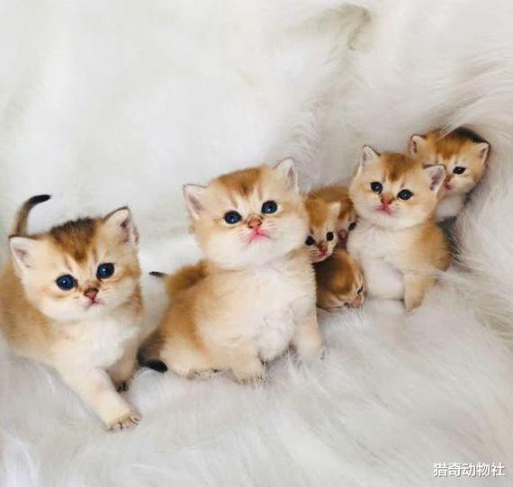 房价|猫最多可以做到“几世同堂”？为什么？