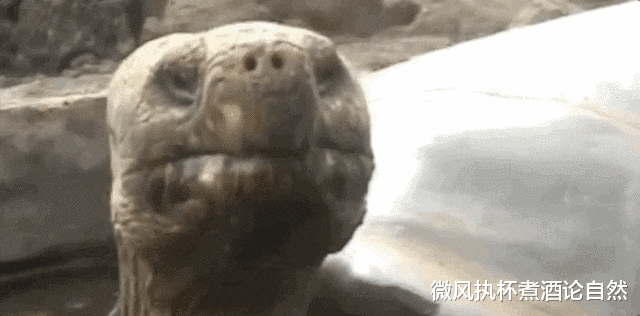永远消失的20种野生动物,动图警醒人类,保护现有动物刻不容缓