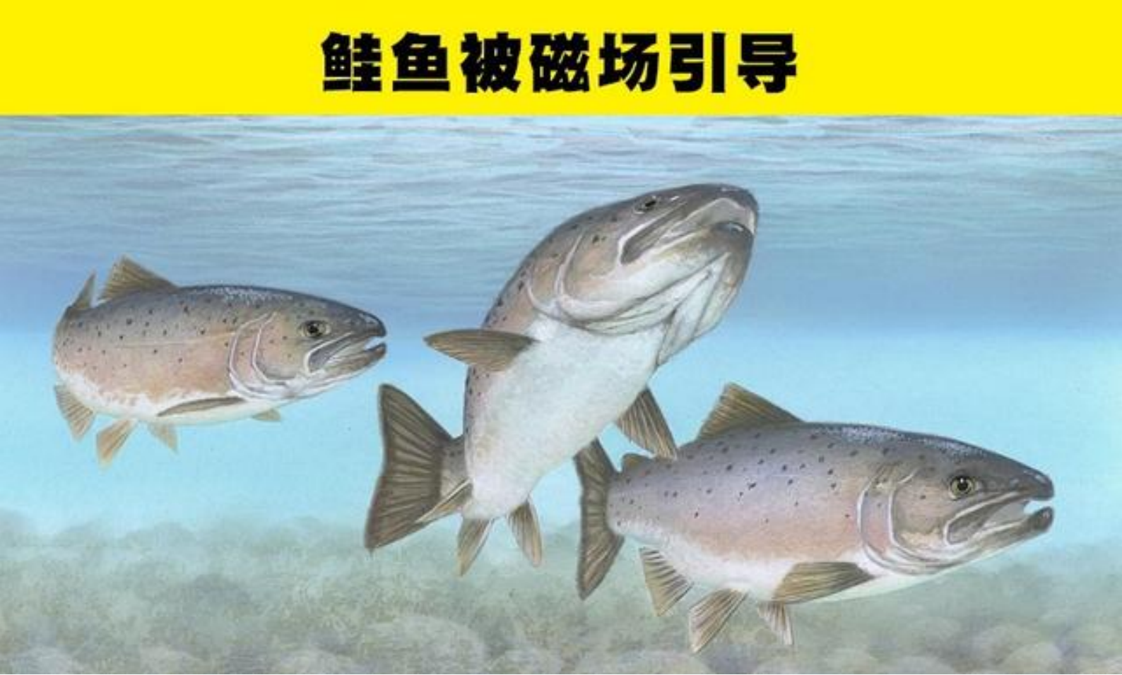 你不知道的冷知识!这7种动物身上的“特异功能”令人意想不到