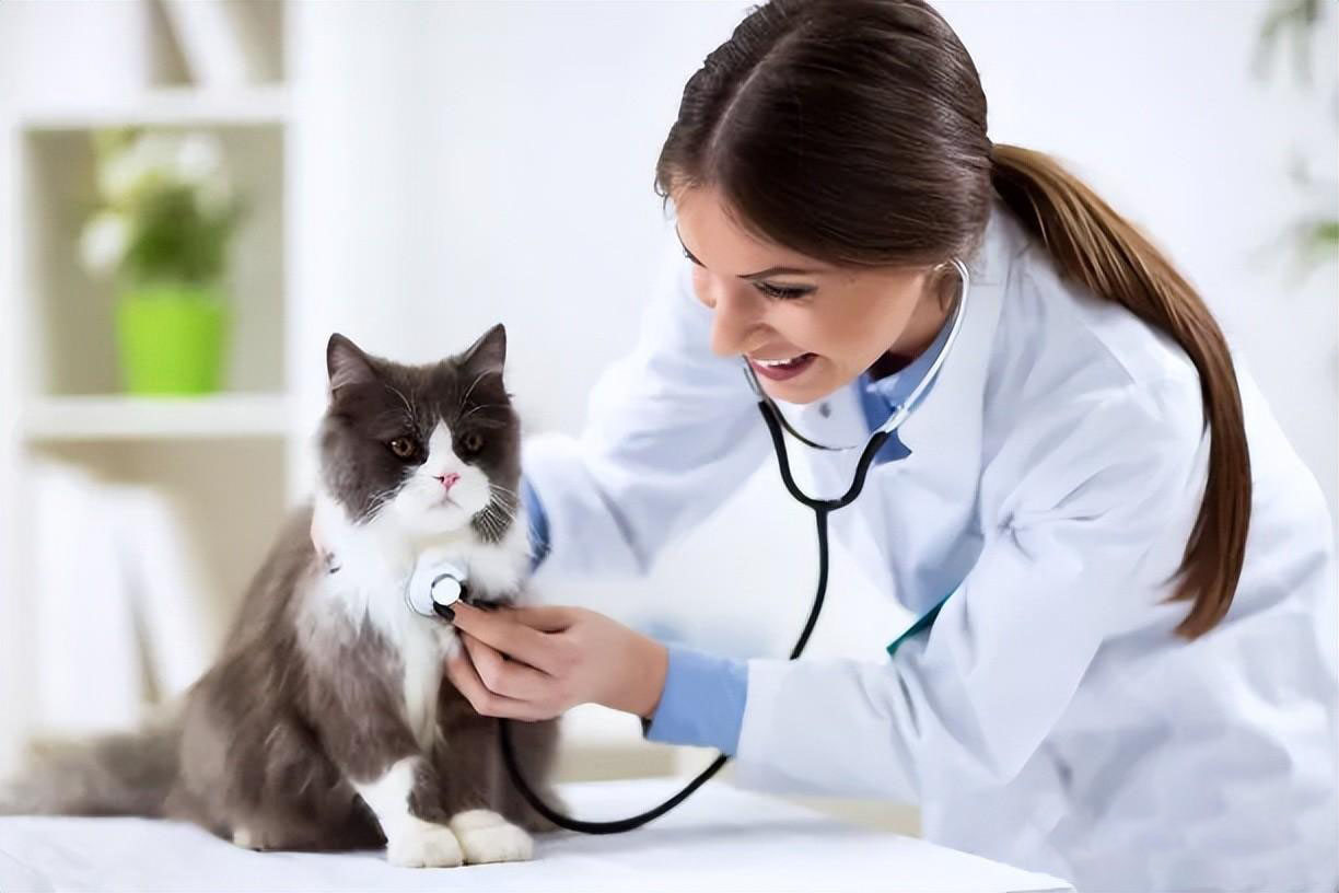新手养猫指南｜新手养猫需要做哪些准备
