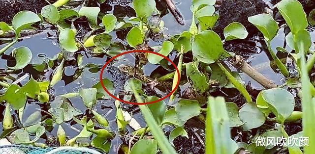 |男子组团户外野钓，水蛇径直来到鱼护里盗窃，网友：与死神擦肩