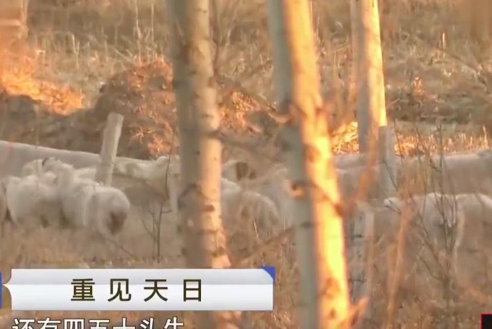2011年哥哥和弟媳偷情,弟弟隐忍被杀,弟媳:敢打我就让他哥杀他