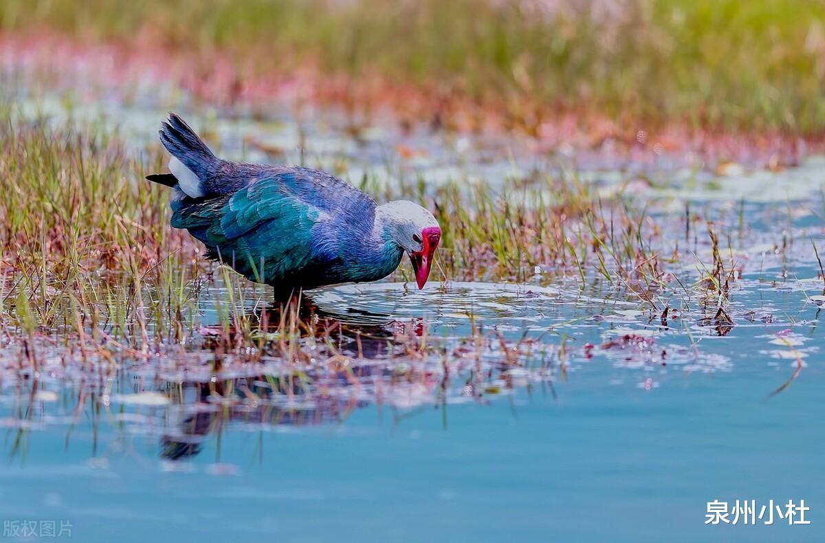鸢尾|云南唯一的一处湿地，水上草原，鸢尾飘香，壮观绮丽