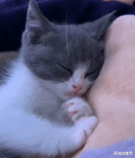 盘点猫咪的那些迷惑行为，全懂的，你就是资深猫奴