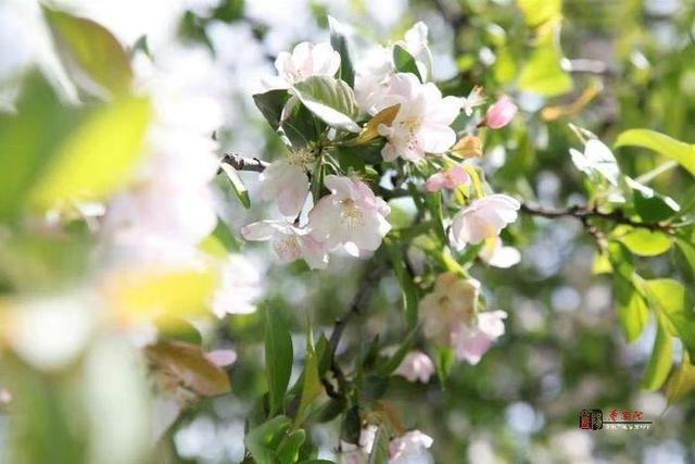 咸阳湖景区|最美咸阳湖景区 邀你共赴繁花盛宴