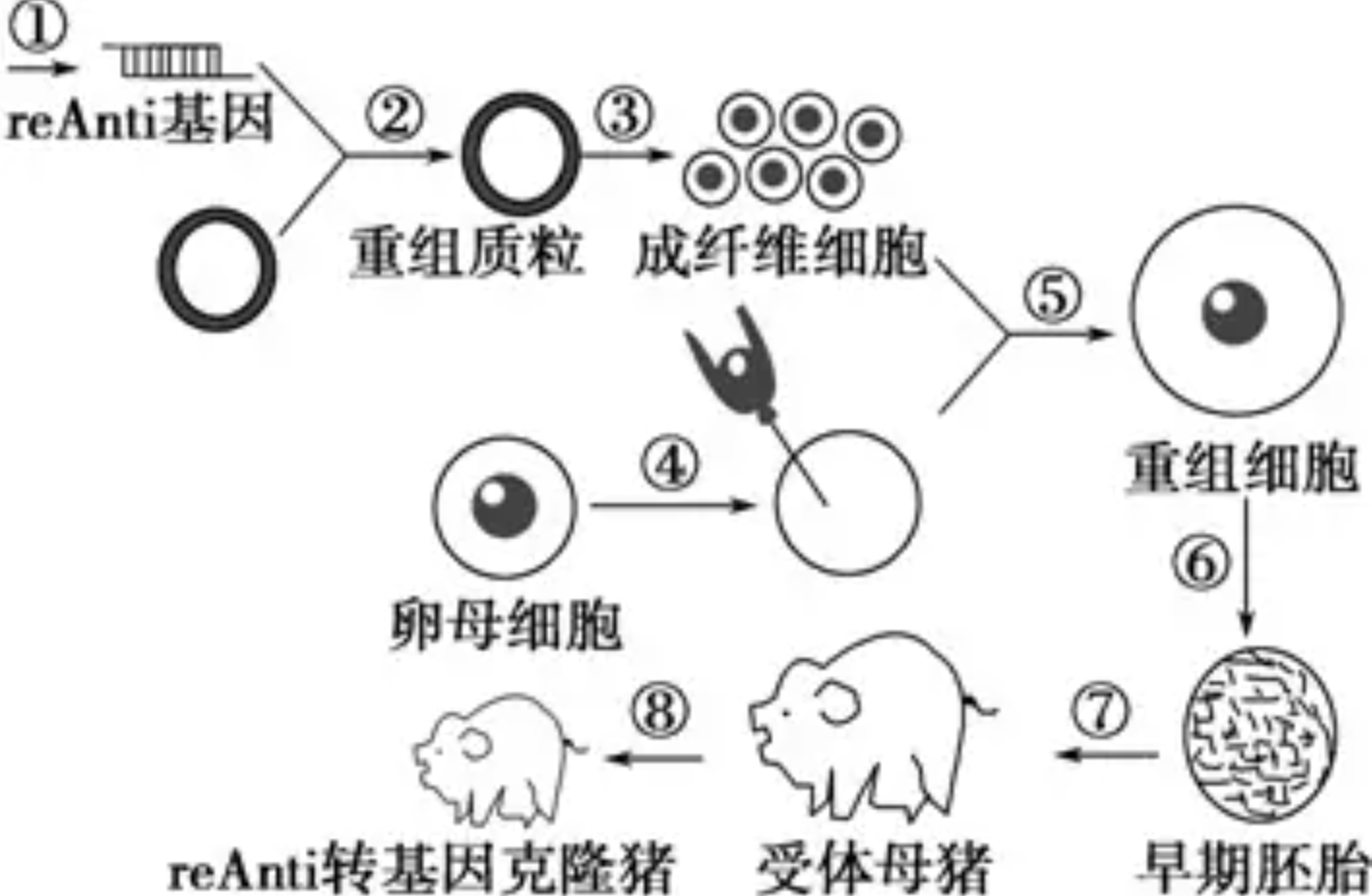 日本的“人与动物胚胎试验”,制造人类器官,胚胎是如何受精的?