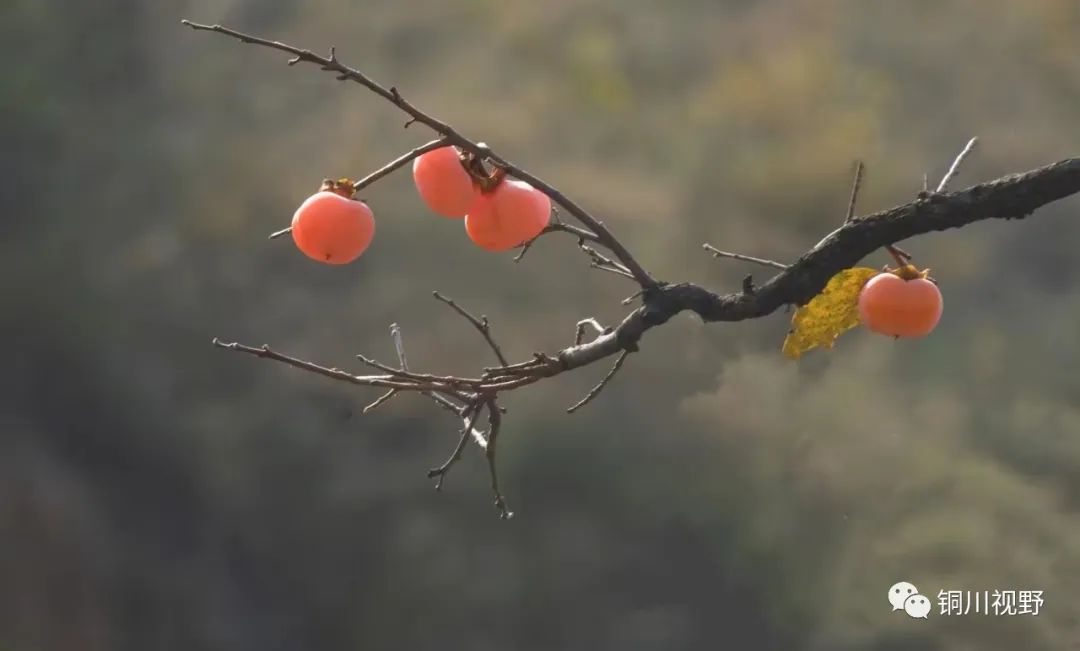 |铜川的美景【摄影铜川杨爱英】